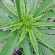 Amnesia Haze Go Fast