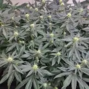 Permant Marker X Georgia Pie CLONES