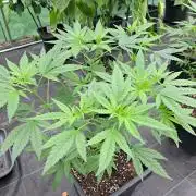 Clementine Slush CLONES