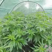 GH Cookies Gelato CLONE