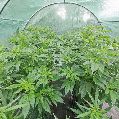GH Cookies Gelato CLONE