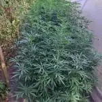 OUT Biscotti Zamnesia Clones