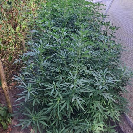 OUT Biscotti Zamnesia Clones