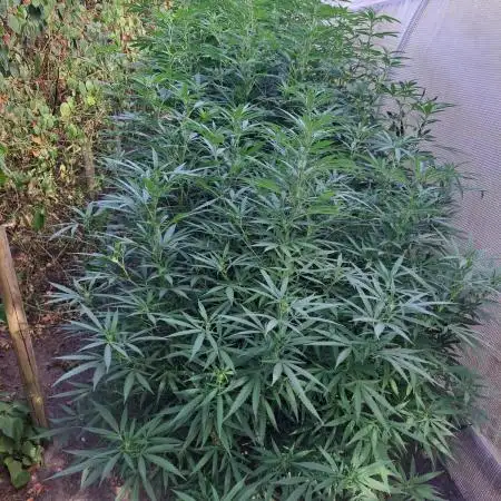 OUT Biscotti Zamnesia Clones