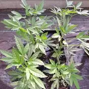 Amnesia Haze Go Fast CLONES