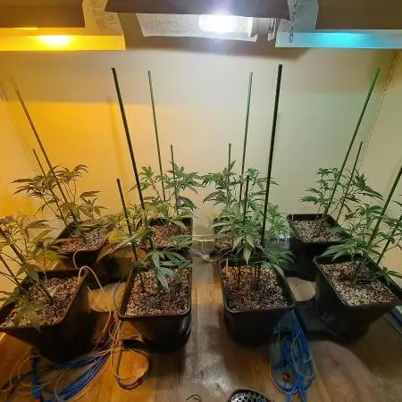 IN Liberty Haze & Biotabs