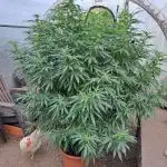 OUT/GH Liberty Haze & Cookies Gelato
