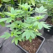 Zoap Rosé CLONES