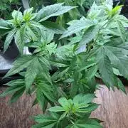 Blockberry CLONE