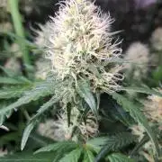 Clementine Slush CLONES