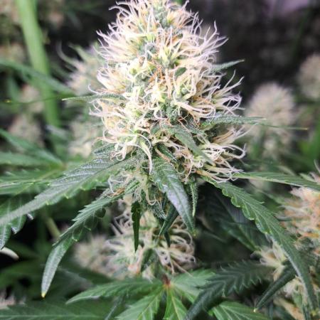 Clementine Slush CLONES