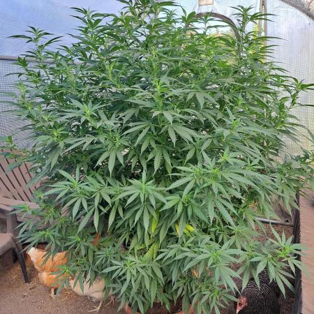 OUT/GH Liberty Haze & Cookies Gelato