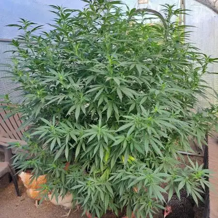 OUT/GH Liberty Haze & Cookies Gelato