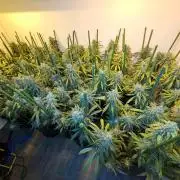 IN Liberty Haze & Biotabs