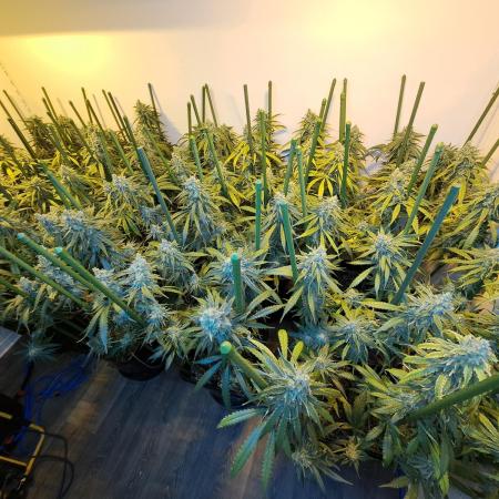 IN Liberty Haze & Biotabs