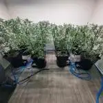 IN Biscotti Zamnesia 3 phenos
