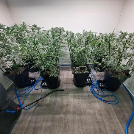 IN Biscotti Zamnesia 3 phenos
