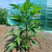 OUT Cookies Gelato CLONE