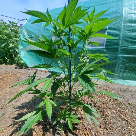 OUT Cookies Gelato CLONE