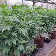 GH Cookies Gelato CLONE
