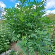 OUT Cookies Gelato CLONE