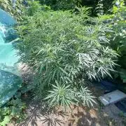 OUT Biscotti#7 CLONE