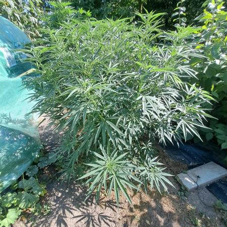 OUT Biscotti#7 CLONE
