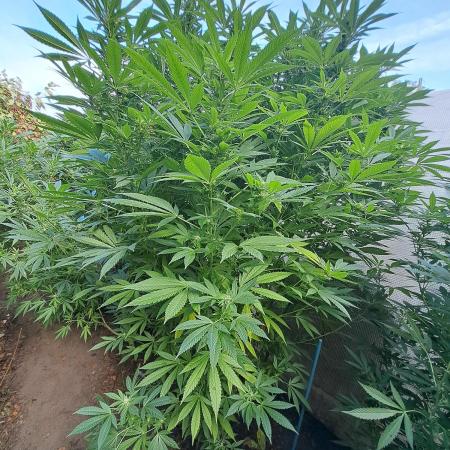 OUT Biscotti Zamnesia Clones