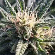 OUT Biscotti#7 CLONE