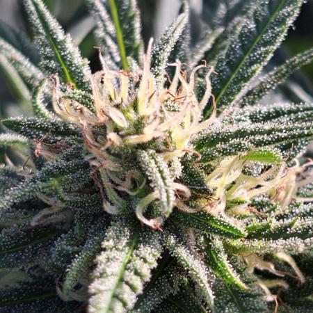 OUT Biscotti#7 CLONE