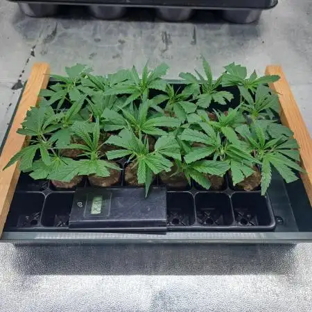IN Liberty Haze & Biotabs