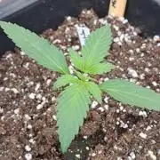 Mikromachine Auto