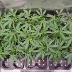 IN Liberty Haze & Biotabs