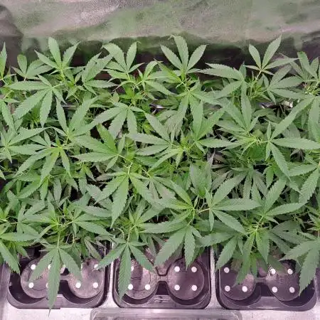 IN Liberty Haze & Biotabs