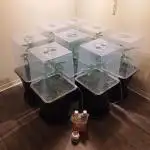 IN Liberty Haze & Biotabs