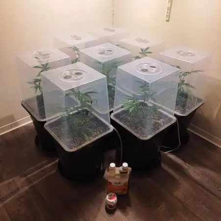IN Liberty Haze & Biotabs