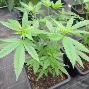Amnesia Haze Go Fast CLONES