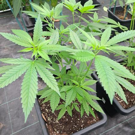 Amnesia Haze Go Fast CLONES