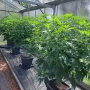 GH Cookies Gelato CLONE