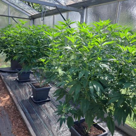 GH Cookies Gelato CLONE