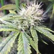 Sour Papaya CLONES