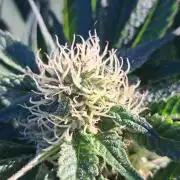 OUT Cookies Gelato CLONE