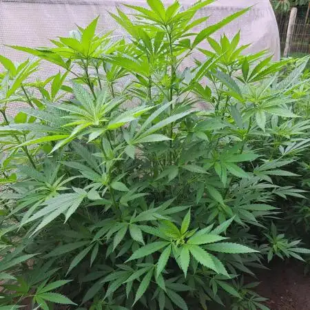Biscotti Zamnesia Clones