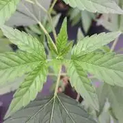 Halle Berry CLONE