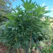 OUT Cookies Gelato CLONE