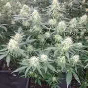 Clementine Slush CLONES