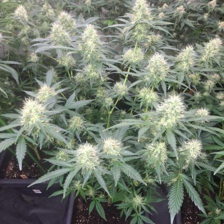 Clementine Slush CLONES