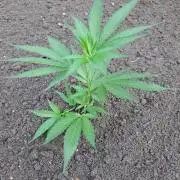 OUT Cookies Gelato CLONE