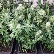 Clementine Slush CLONES