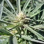 OUT Biscotti#7 CLONE